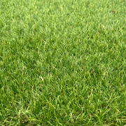 40mm Artificial Grass (4m Width) - Sold Per M - Reynolds Timber & Building Supplies