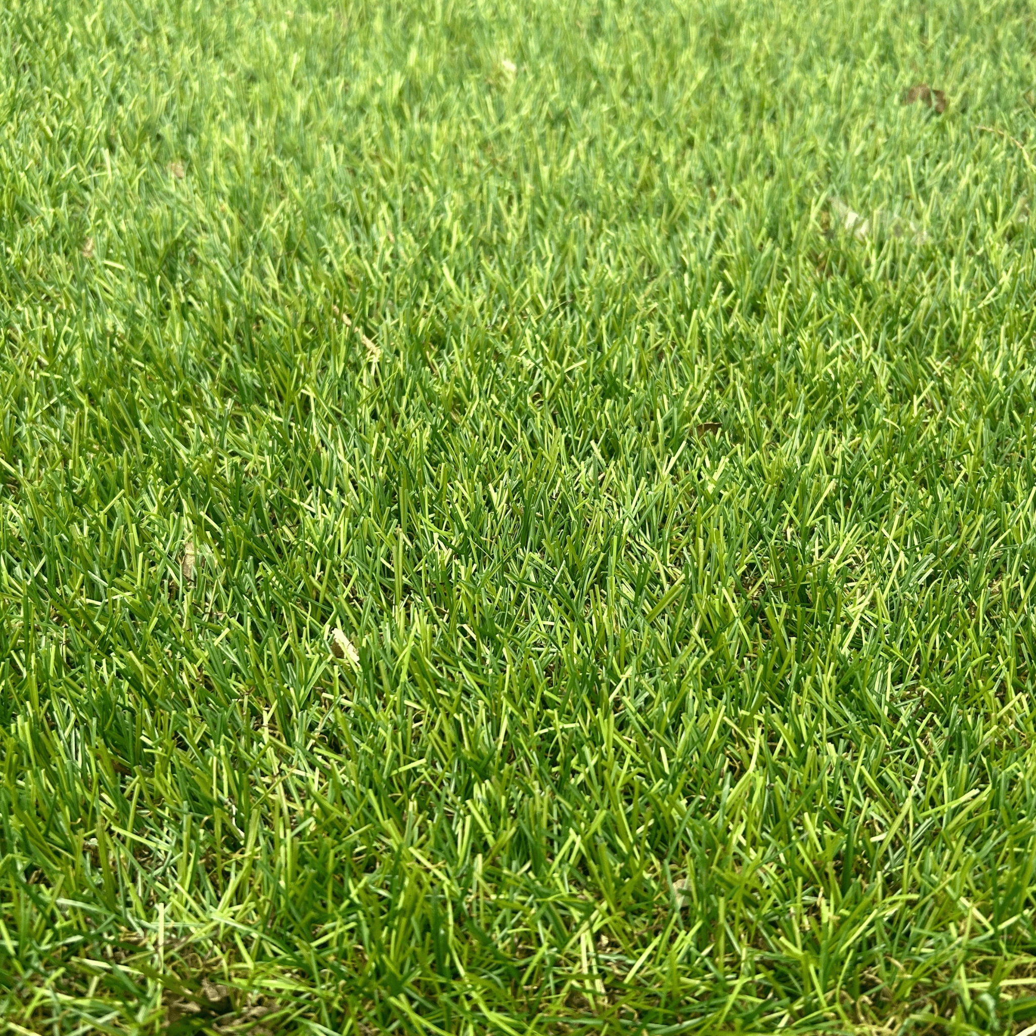 40mm Artificial Grass (4m Width) - Sold Per M - Reynolds Timber & Building Supplies